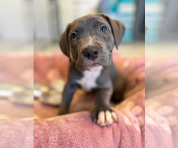 Medium Photo #5 Mutt Puppy For Sale in Goodyear, AZ, USA