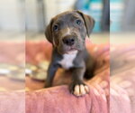 Small #4 Mutt