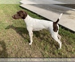 Small Photo #1 German Shorthaired Pointer Puppy For Sale in DRIPPING SPRINGS, TX, USA