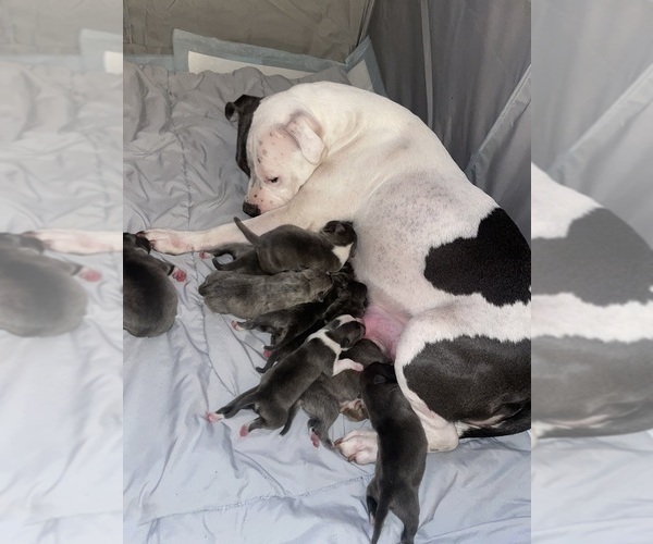 Medium Photo #36 American Bully Puppy For Sale in NAUGATUCK, CT, USA