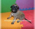Small #6 Mastiff