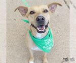 Small Photo #14 Labrador Retriever-Unknown Mix Puppy For Sale in Washington, DC, USA