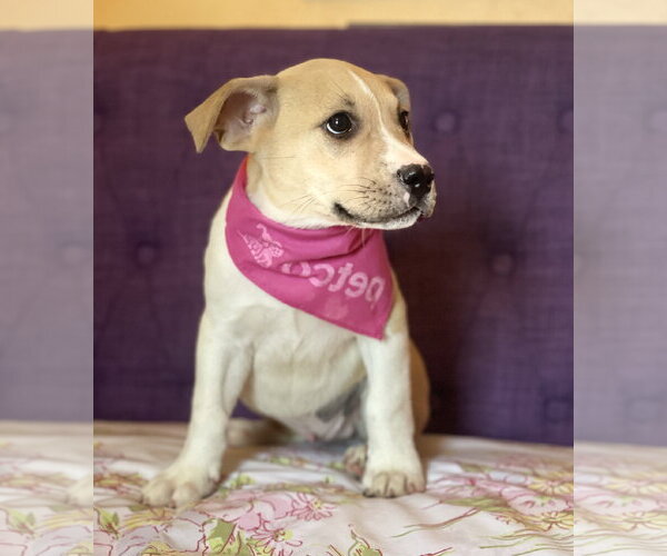 Medium Photo #2 Mutt Puppy For Sale in Rockaway, NJ, USA
