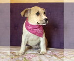 Small #1 Mutt