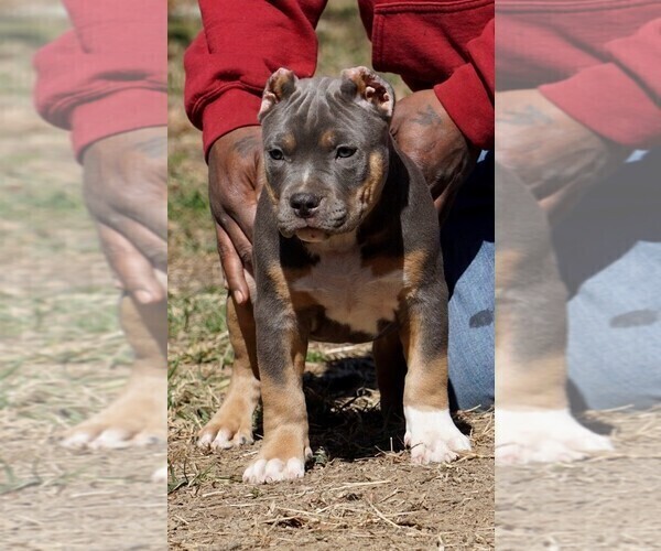 Medium Photo #1 American Bully Puppy For Sale in BRANDYWINE, MD, USA