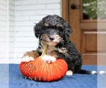 Phoebe - Female Bernedoodle (Miniature) Puppy for Sale - Photo #3