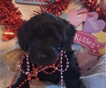 Small #1 Goldendoodle