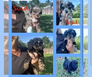 Doodle-Maltipoo Mix Puppy for sale in PALM CITY, FL, USA