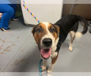 Catahoula Leopard Dog-Unknown Mix Dogs for adoption in Ocala, FL, USA