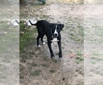 Small Photo #1 Great Dane-Labrador Retriever Mix Puppy For Sale in FAYETTEVILLE, GA, USA