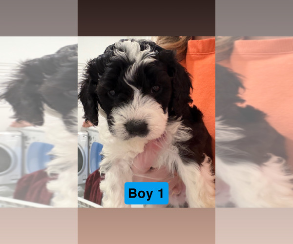 Medium Photo #1 Goldador Doodle Puppy For Sale in YELM, WA, USA