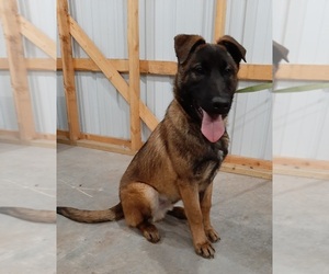 Belgian Malinois Puppy for sale in BOLIVAR, MO, USA