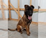 Small Photo #1 Belgian Malinois Puppy For Sale in BOLIVAR, MO, USA
