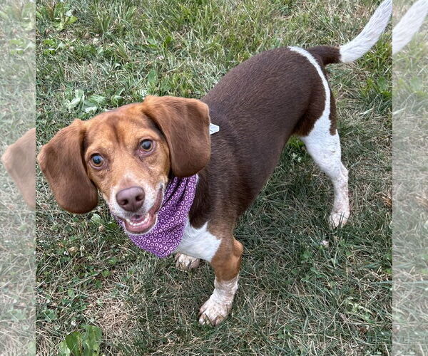 Medium Photo #2 Beagle Puppy For Sale in Batavia, OH, USA