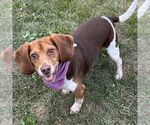 Small #1 Beagle