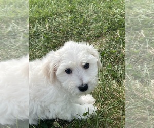 Bichon Frise Puppy for sale in CANOGA, NY, USA
