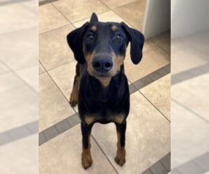 Doberman Pinscher Dogs for adoption in Mooresville, NC, USA