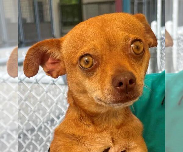Medium Photo #1 Chihuahua Puppy For Sale in Texas City, TX, USA