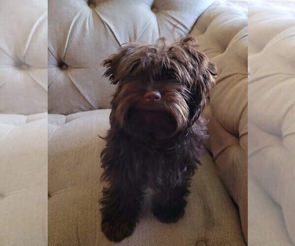 Medium Photo #7 Yorkipoo Puppy For Sale in LAKESIDE, CA, USA