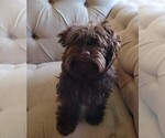 Small #6 Yorkipoo
