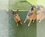 Small Chihuahua Mix