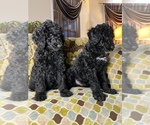 Small Photo #12 Goldendoodle Puppy For Sale in PIEDMONT, SC, USA