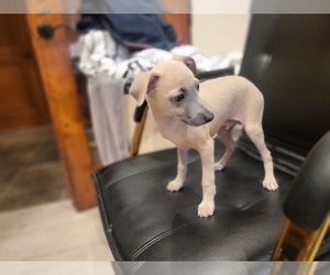 Italian Greyhound Puppy for sale in SAN DIEGO, CA, USA