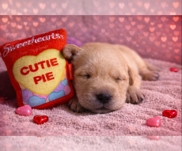 Medium Photo #34 Labrador Retriever Puppy For Sale in HIGH POINT, NC, USA