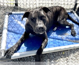 Romeo - Male Boxer-Unknown Mix Dog for Adoption - Photo #10