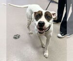 Small #2 American Staffordshire Terrier Mix