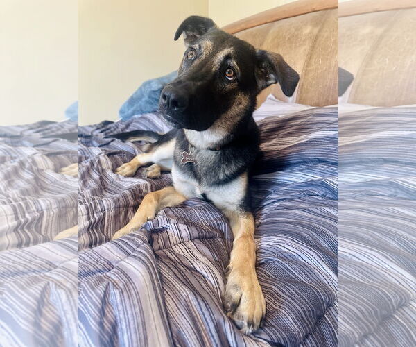 Medium Photo #1 German Shepherd Dog-Unknown Mix Puppy For Sale in Hillsboro, MO, USA