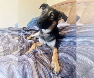 German Shepherd Dog-Unknown Mix Dogs for adoption in Hillsboro, MO, USA