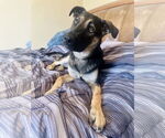 Small German Shepherd Dog Mix