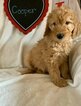 Small Photo #6 Goldendoodle Puppy For Sale in MIDLOTHIAN, TX, USA