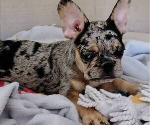 French Bulldog Puppy for sale in TAMPA, FL, USA