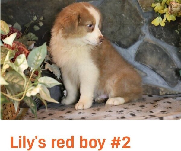 Medium Photo #10 Australian Shepherd Puppy For Sale in WESTFIELD, MA, USA