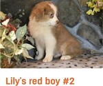 Small #9 Australian Shepherd