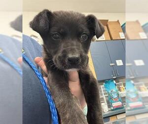 German Shepherd Dog-Unknown Mix Dogs for adoption in Tulsa, OK, USA