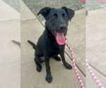 Small #2 Mutt