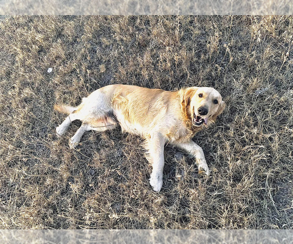 Medium Photo #1 Golden Retriever Puppy For Sale in WOLFFORTH, TX, USA