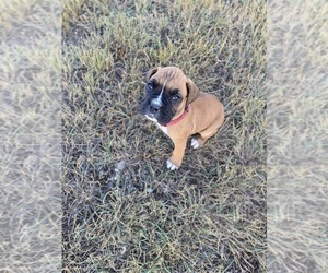 Boxer Puppy for sale in GREAT FALLS, MT, USA