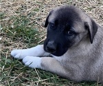 Small Photo #10 Anatolian Shepherd Puppy For Sale in LITTLE MEADOWS, PA, USA