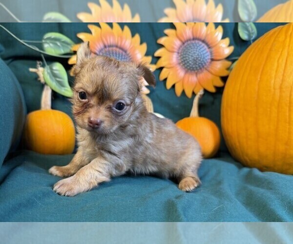 Medium Photo #24 Chihuahua Puppy For Sale in NAPLES, FL, USA