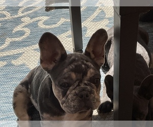 French Bulldog Puppy for sale in CORONA, CA, USA