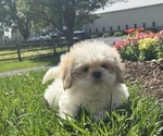 Small #4 Shih Tzu