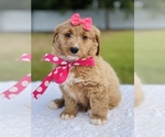 Small Photo #6 Goldendoodle (Miniature) Puppy For Sale in FROSTPROOF, FL, USA