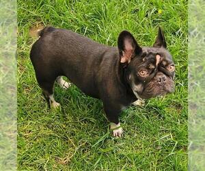 French Bulldog Dogs for adoption in Camarillo, CA, USA