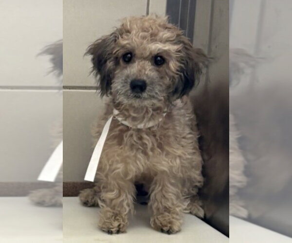 Medium Photo #1 Mutt Puppy For Sale in Andover, MN, USA