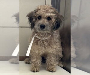 Mutt Dogs for adoption in Andover, MN, USA