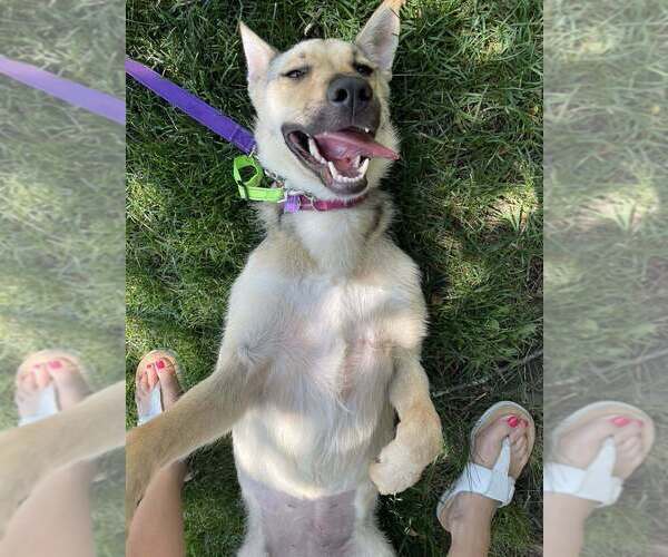 Medium Photo #4 Collie-Unknown Mix Puppy For Sale in Mundelein, IL, USA